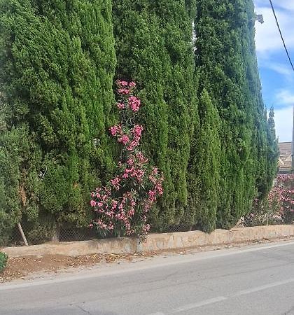 Coqueto Apartamento Murcia Exteriör bild
